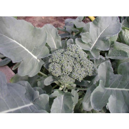 Broccoli - Groene Calabrese - BIO