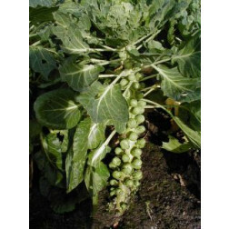 Spruitkool - Groninger - BIO