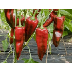 Paprika - Pantos - BIODYNAMISCH