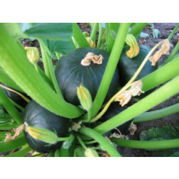 Pompoen - Zappalito - BIO
