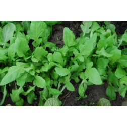 Rucola - Ruca - BIODYNAMISCH