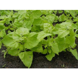 Tuinmelde - lichtgroene - BIO - 50% korting wegens verminderde kiemkracht