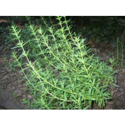 Hyssop - BIO
