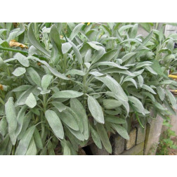 Salvia officinalis - Salie - BIO