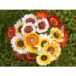 Chrysanthemum carinatum - Bonte ganzebloem - BIODYNAMIQUE