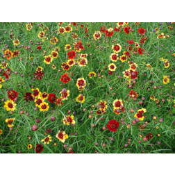 Coreopsis tinctoria - Meisjesogen - BIO