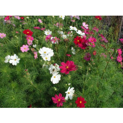 Cosmea (Cosmos bipinnatus) - gemengd - BIO