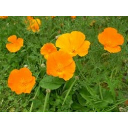 Eschscholzia californica - Slaapmutsje - Oranje - BIO