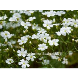 Gipskruid (Gypsophila elegans) *bd