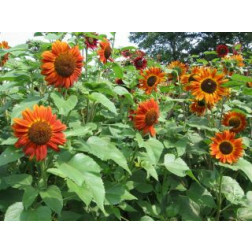 Helianthus annuus - Zonnebloem rood - BIO