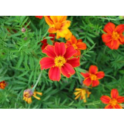 Tagetes patula - Afrikaantje wild - BIO