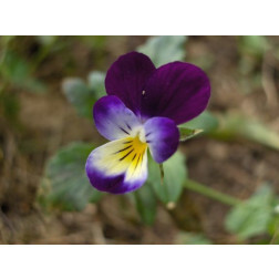 Viola tricolor - Driekleurig viooltje - BIO