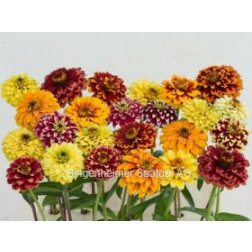 Zinnia (Zinnia angustifolia), *bd