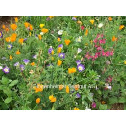 Zomerbloemenmix  - Zomerpracht - 0,5 g - voor 1 m² - BIODYNAMISCH