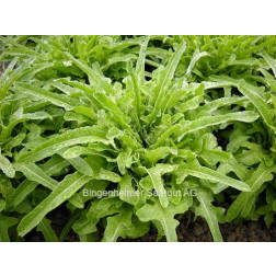 Pluksla - Cerbiatta - BIODYNAMISCH - 50% korting wegens verminderde kiemkracht