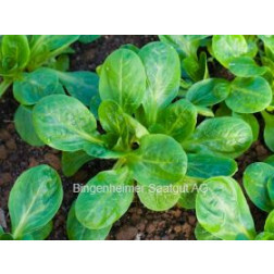 Veldsla - Verte à coeur plein 2 - BIODYNAMISCH
