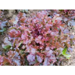 Pluksla - Red Salad Bowl - BIODYNAMISCH