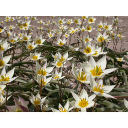 Botanische Tulp Tulipa turkestanica per 10 bollen