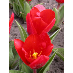 Tulp Showwinner - 10 bollen