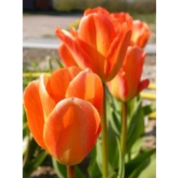 Tulp Orange Emperor, 10 bollen