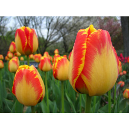 Tulp Banja Luka - 10 bollen