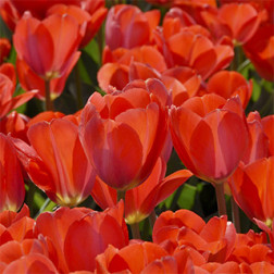 Tulp Oranje Van Eijk 10 bollen