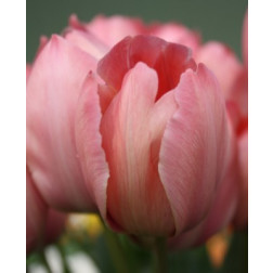 Tulp Mystic Van Eijk - 10 bollen