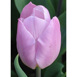 Tulp - Candy Prince - 10 bollen - BIO