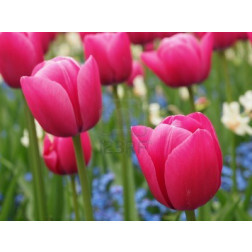 Tulp - Christmas Dream - 10 bollen - BIO