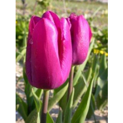 Tulp - Purple Prince - 10 bollen - BIO