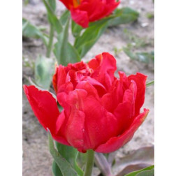 Tulp Abba - 10 bollen