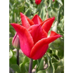 Tulp Lilystar - 10 bollen
