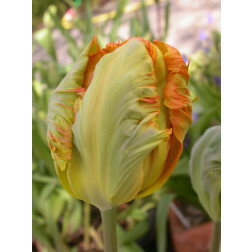 Tulp Professor Röntgen