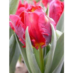 Tulp Rococo - 10 bollen - BIO