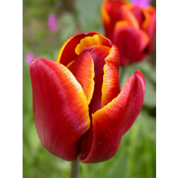 Tulp - Abu Hassan - 10 bollen - BIO