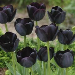 Tulp Black Jack - 10 bollen