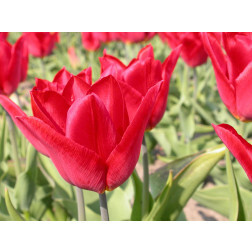 Tulp - Deshima - 10 bollen - BIO