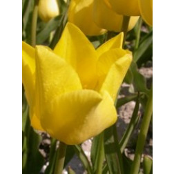 Tulp Friendship - 10 bollen