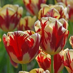 Tulp Grand Perfection - 10 bollen