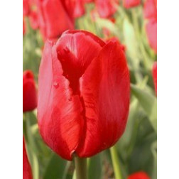 Tulp Ile de France - 10 bollen