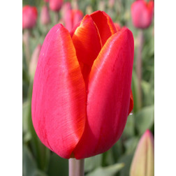 Tulp Laura Fygi - 10 bollen