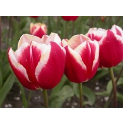 Tulp Leen van der Mark - per 10 bollen