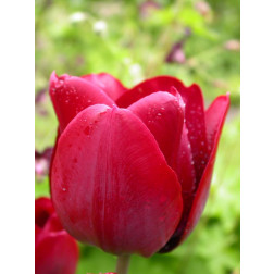 Tulp Pedro - per 10 bollen