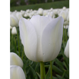 Tulp Silver Dollar