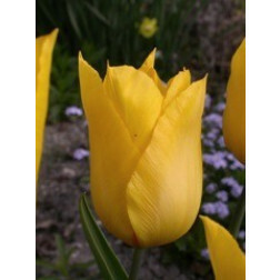 Tulp - Yokohama - 10 bollen - BIO