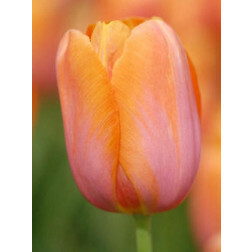 Tulp Dordogne