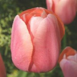 Tulp - Menton - 10 bollen - BIO