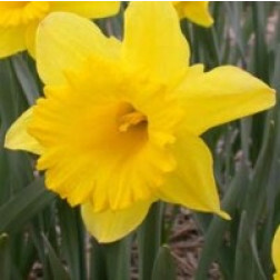 Narcis Dutch Master - 10 bollen