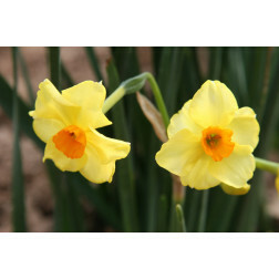 Narcis - Golden Dawn - 10 bollen - BIO