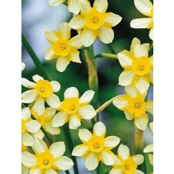 Narcis - New Baby - 10 bollen - BIO